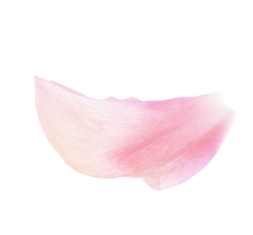 Aesthetic Supplies Slider Flower Bottom Right Img